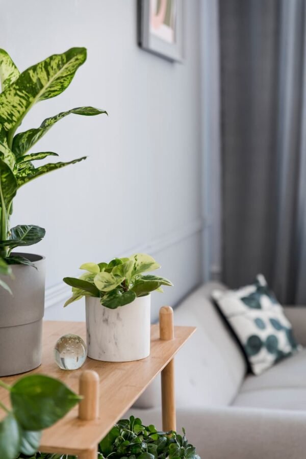 Vibrant Live Pothos Plant cultivated grown by BloominGals LLC